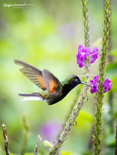 Hummingbirds of Costa Rica